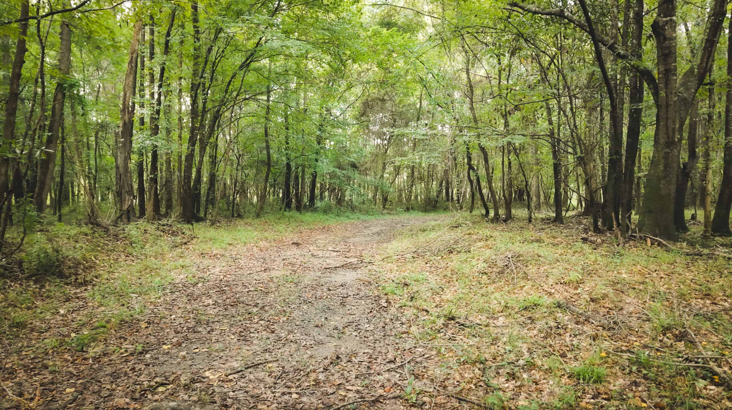 River Trails 127 | 127 Acres | Montezuma, GA